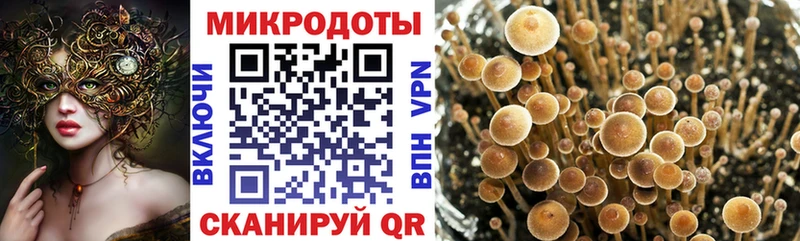 Галлюциногенные грибы MAGIC MUSHROOMS  где можно купить наркотик  блэк спрут зеркало  Каменногорск 